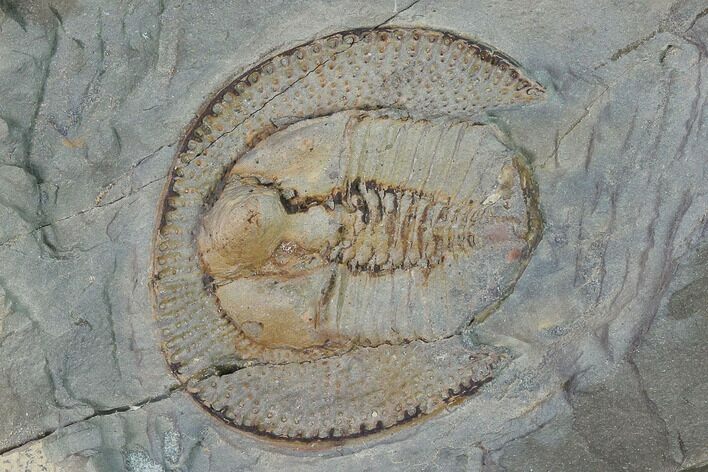 Declivolithus Trilobite - Mecissi, Morocco #140522